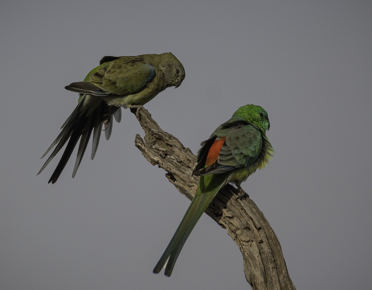 Red-rumped Parrot - ML620020695
