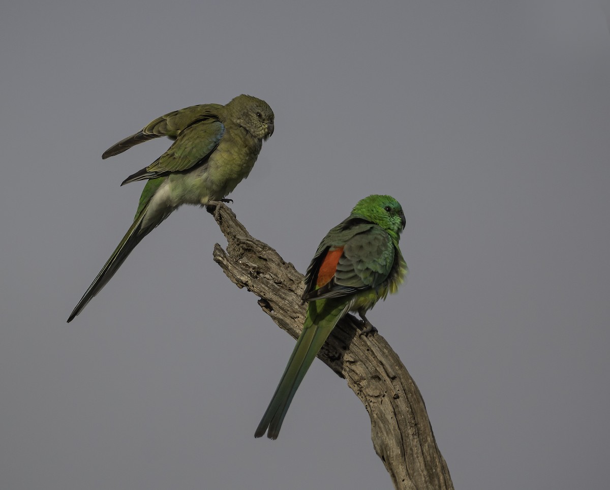 Red-rumped Parrot - ML620020696