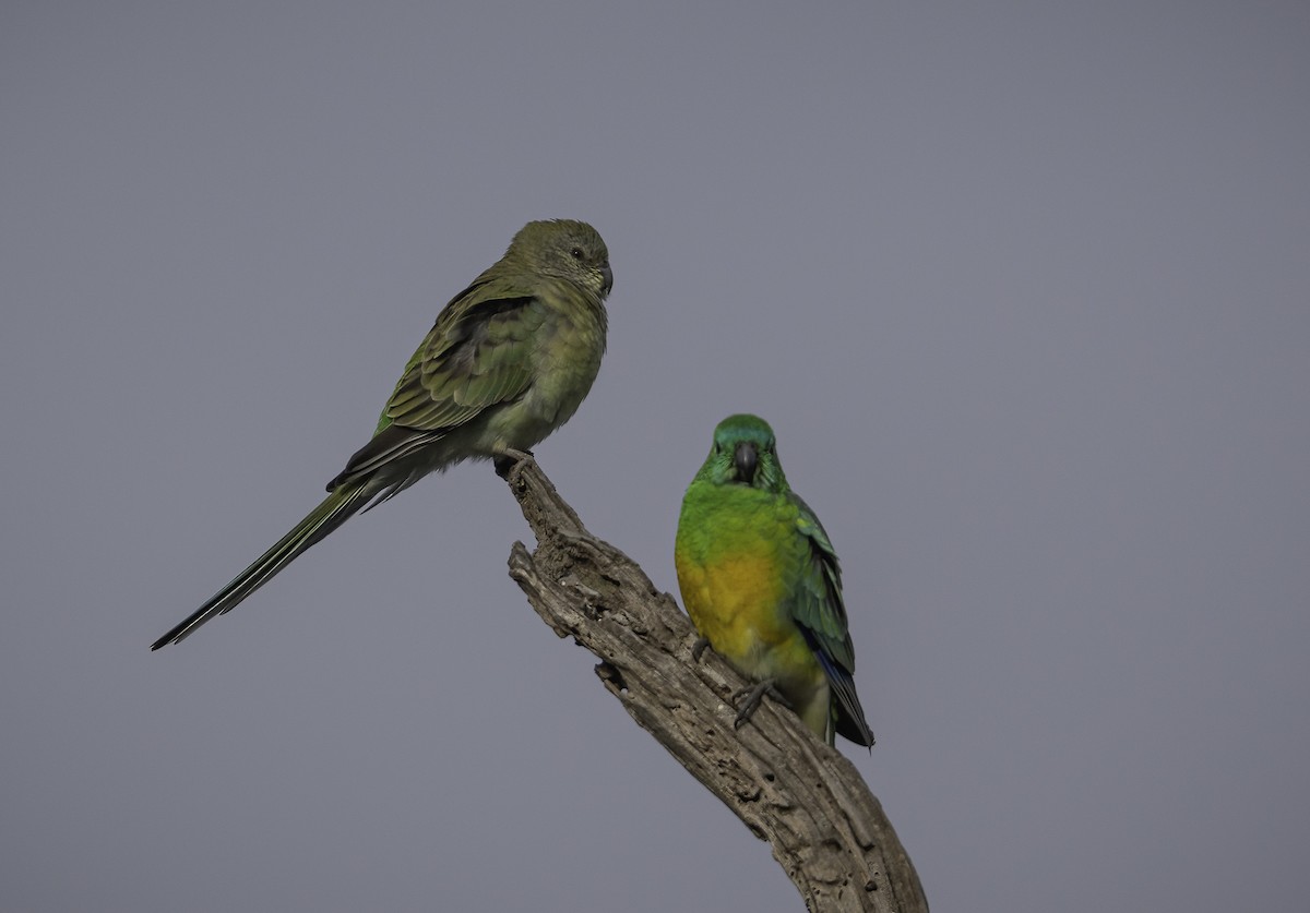 Red-rumped Parrot - ML620020697