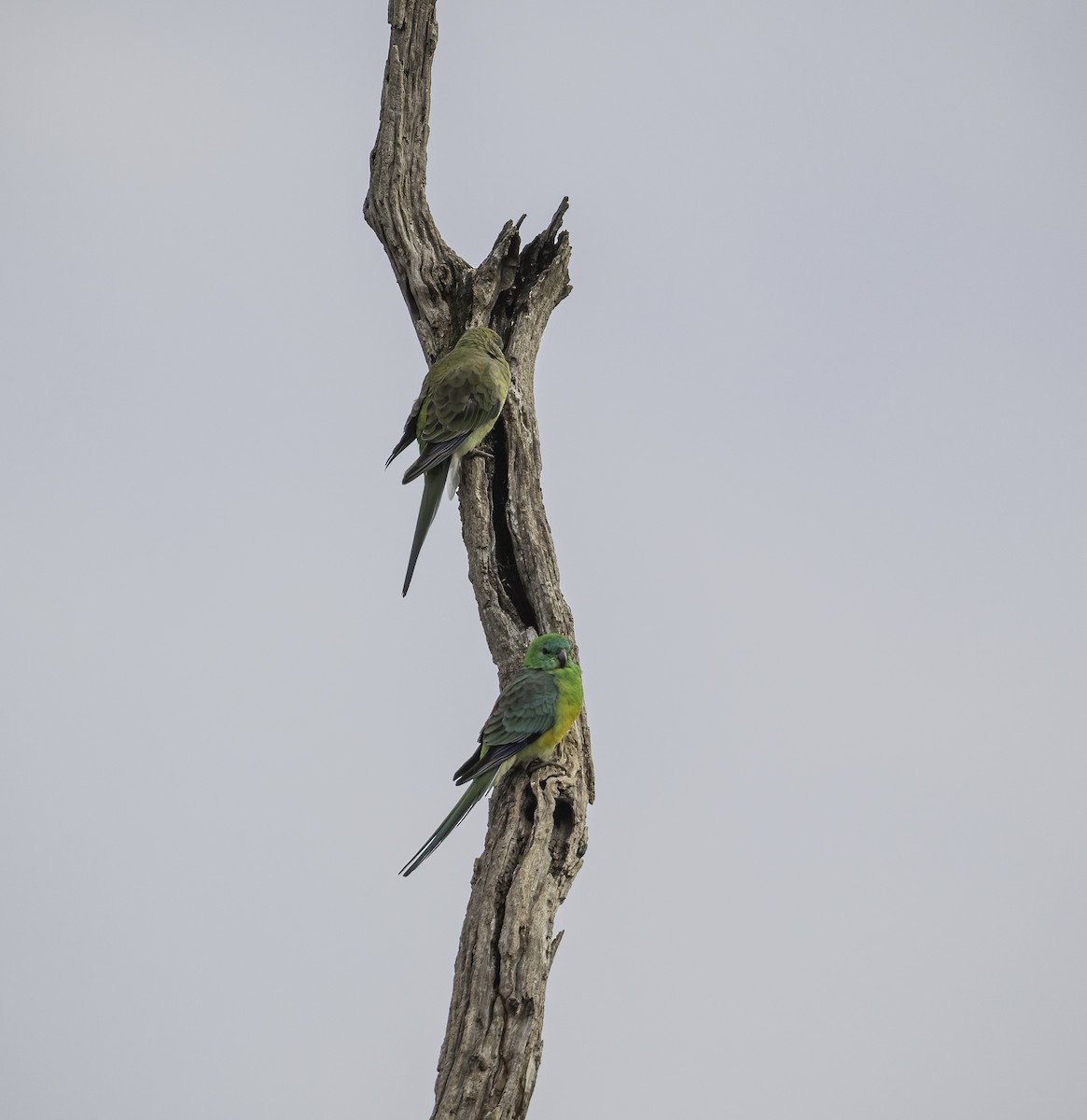 Red-rumped Parrot - ML620020698