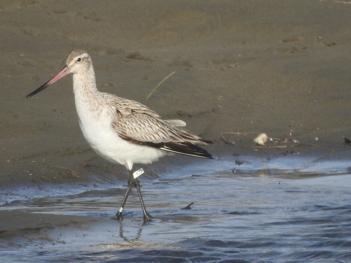 Bar-tailed Godwit - ML620020700