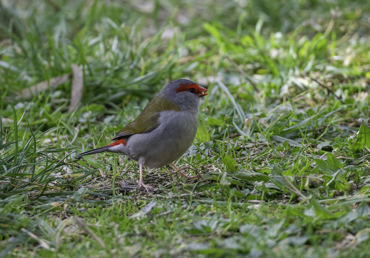 Red-browed Firetail - ML620020705