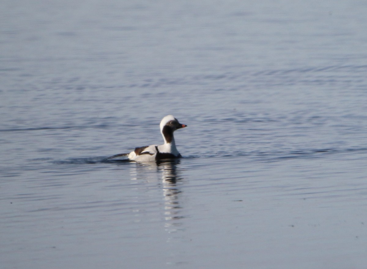 Long-tailed Duck - ML620020706