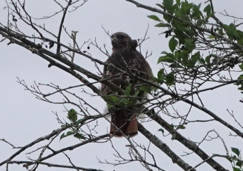 Red-tailed Hawk - ML620020707