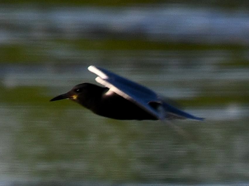 Black Tern - ML620020720
