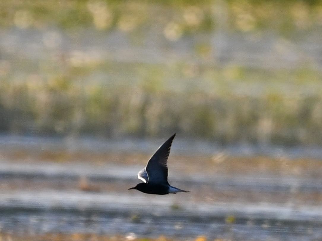 Black Tern - ML620020721