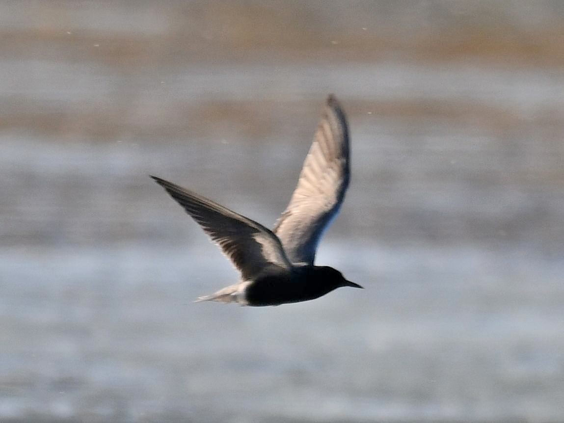Black Tern - ML620020722