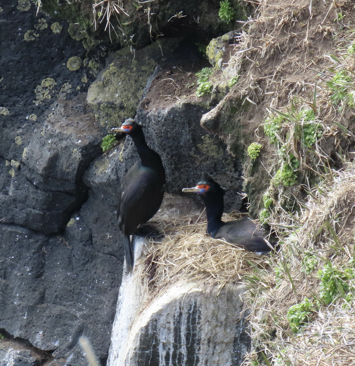 Red-faced Cormorant - ML620020733