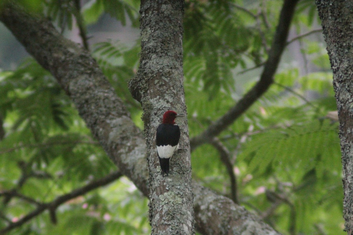 Red-headed Woodpecker - ML620020740