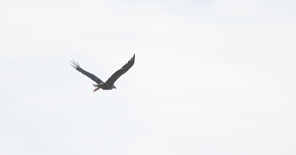 White-tailed Eagle - ML620020742