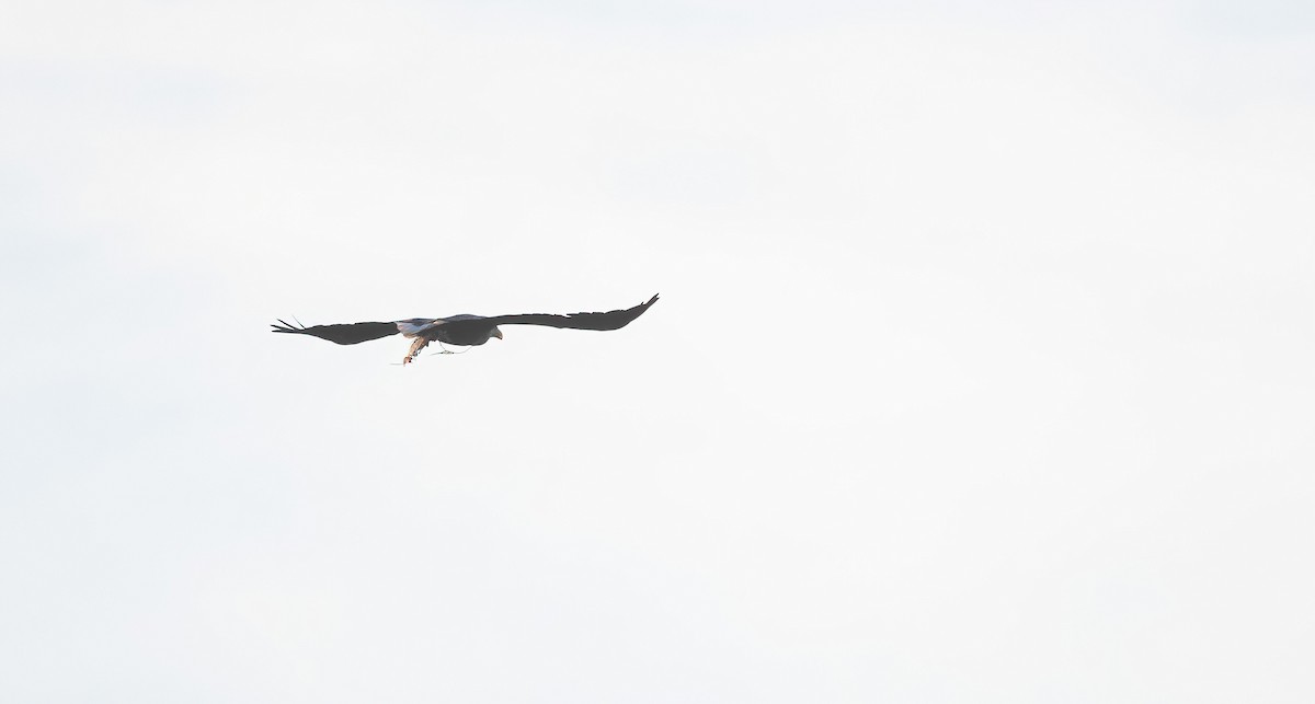 White-tailed Eagle - ML620020744