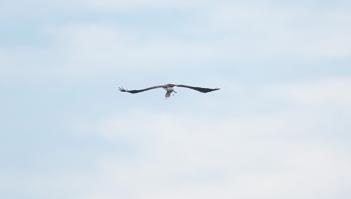 White-tailed Eagle - ML620020745