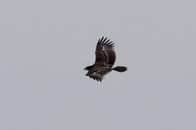 Greater Spotted Eagle - ML620020746