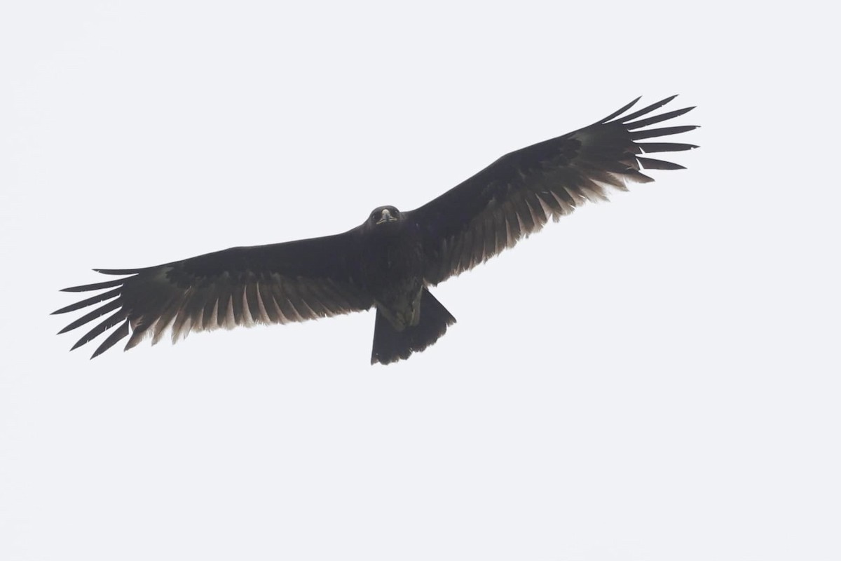 Greater Spotted Eagle - ML620020748