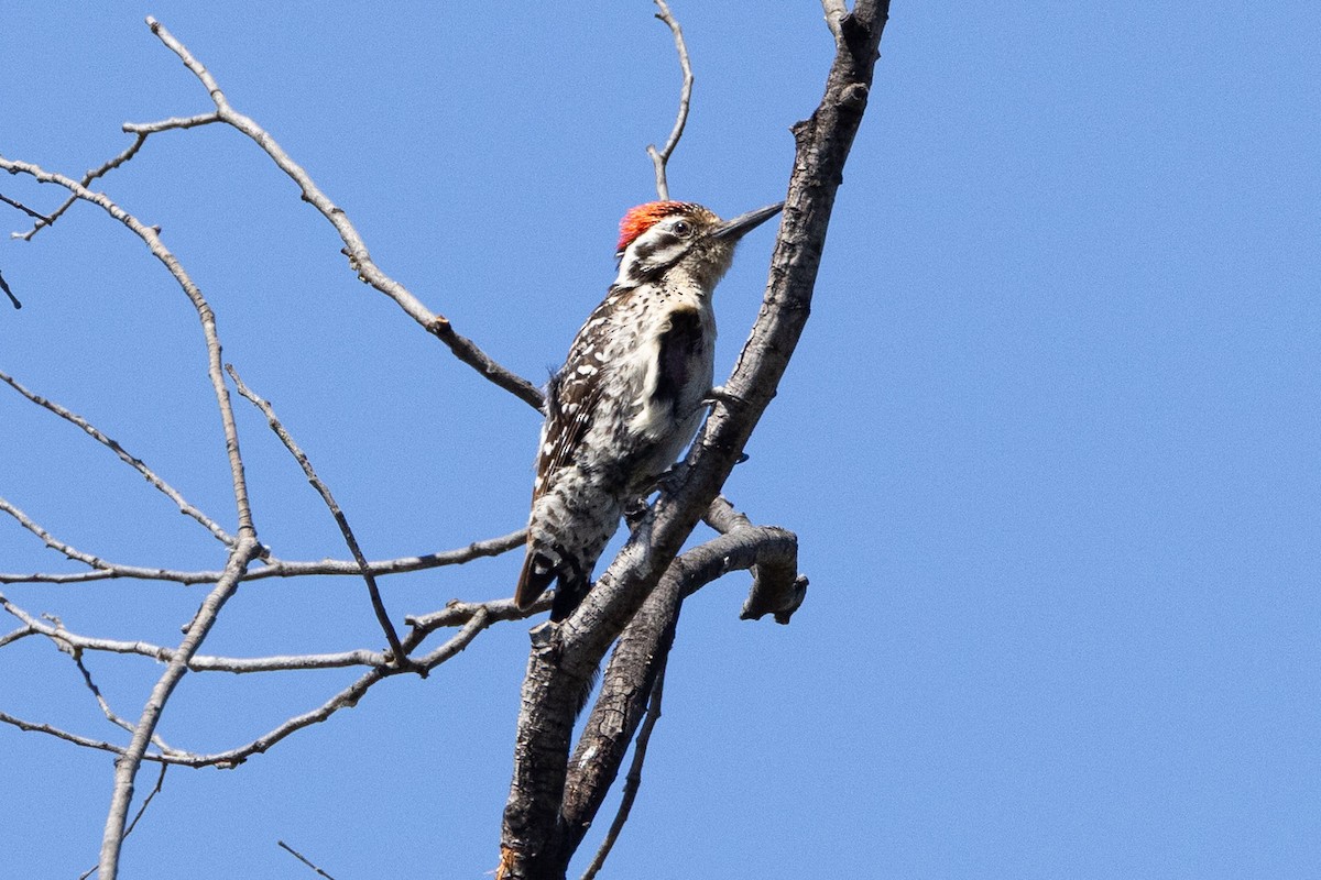 Ladder-backed Woodpecker - ML620020753