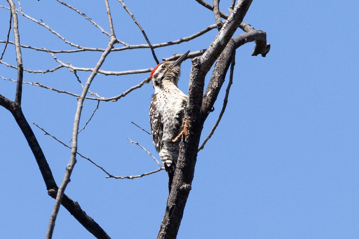Ladder-backed Woodpecker - ML620020754
