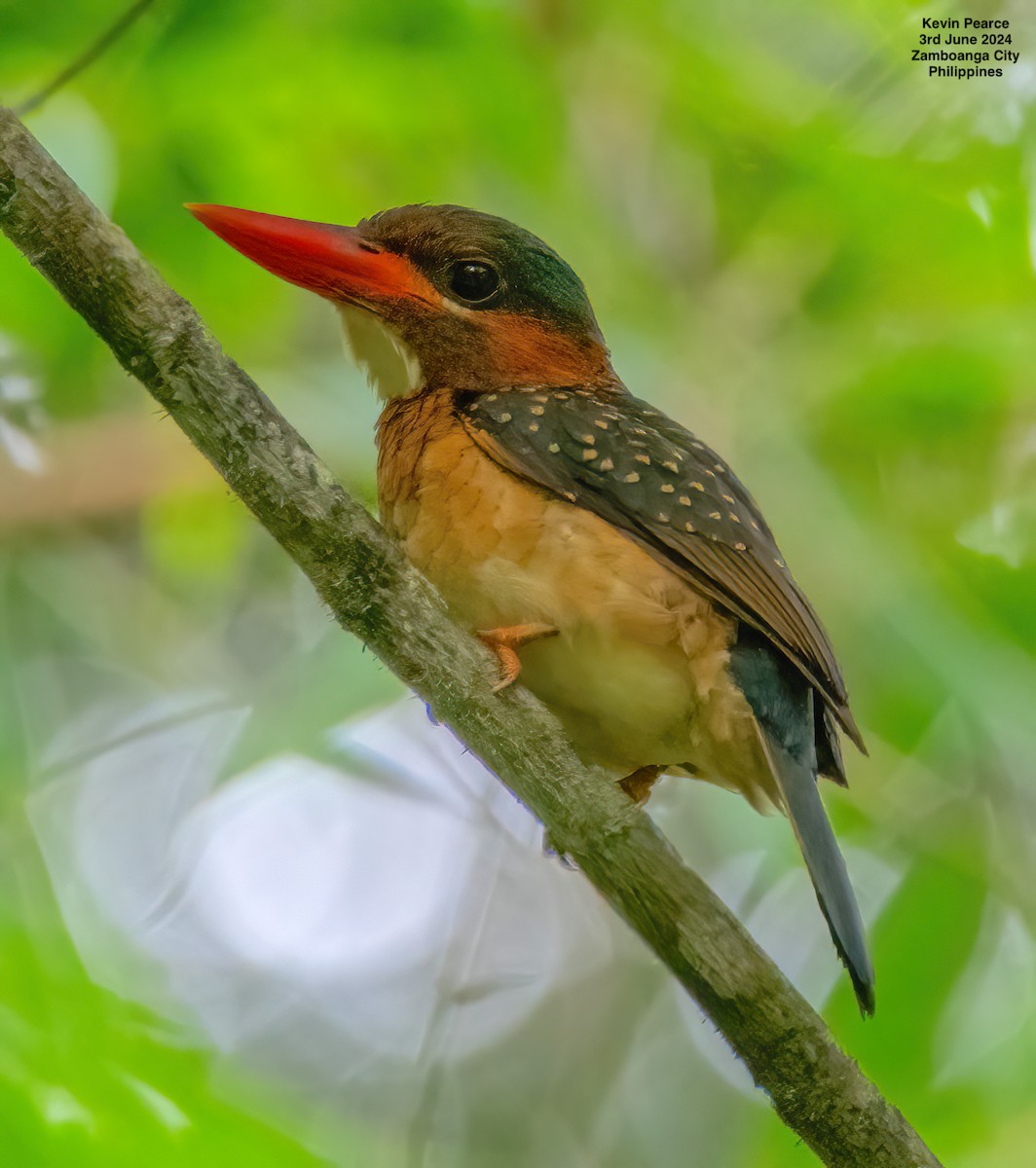 Blue-capped Kingfisher - ML620020756