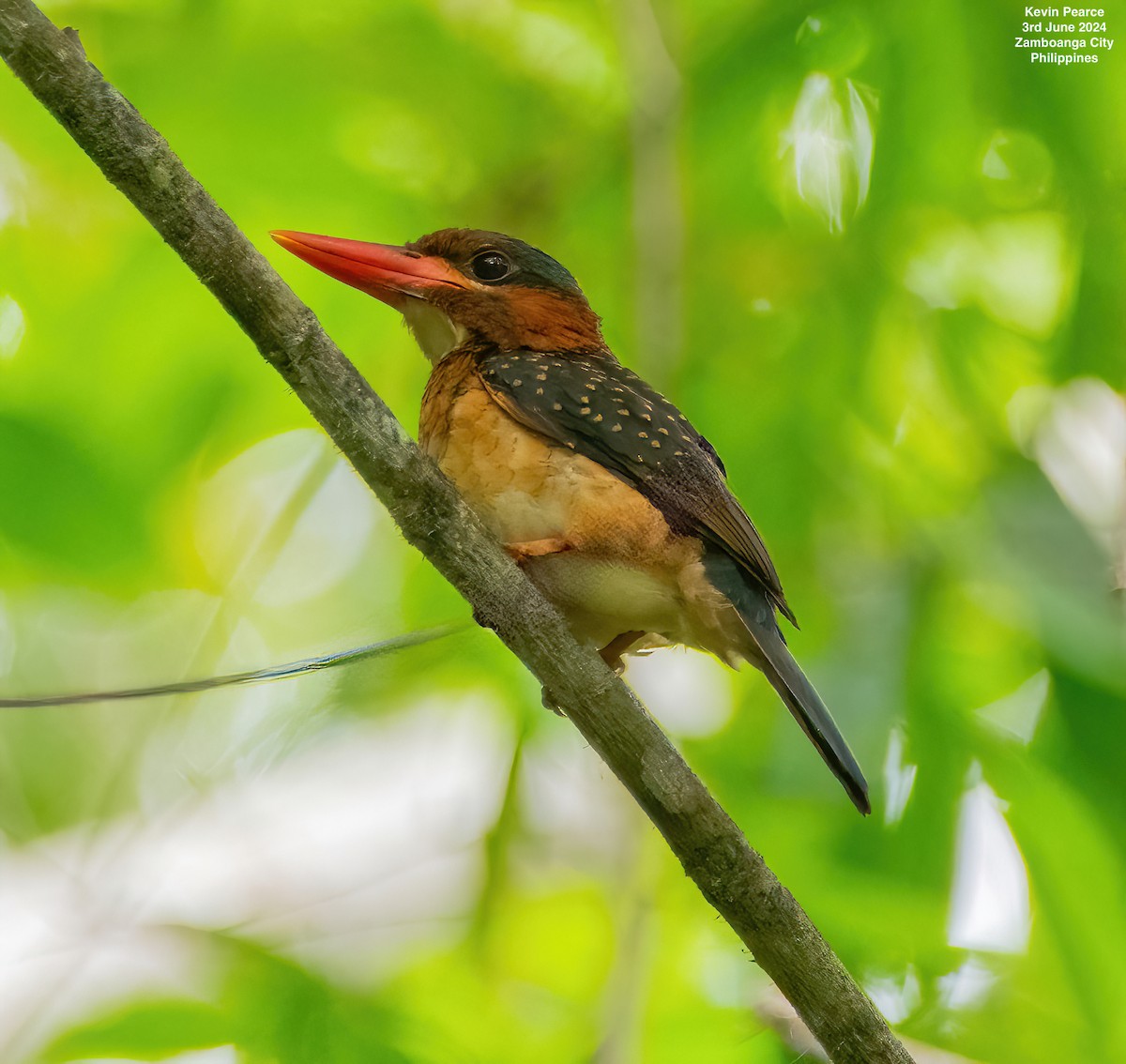 Blue-capped Kingfisher - ML620020759