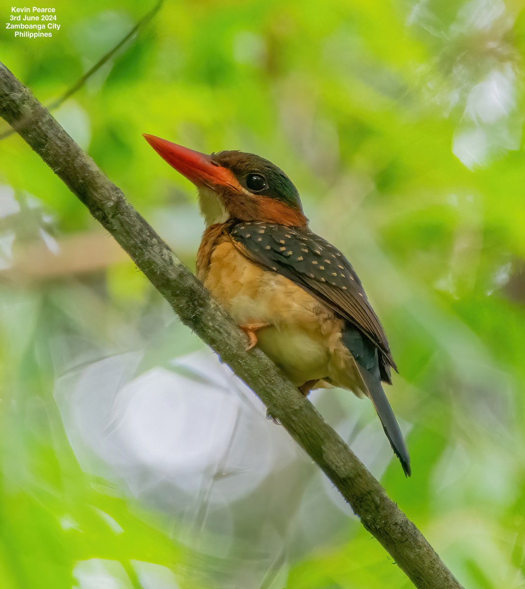 Blue-capped Kingfisher - ML620020760