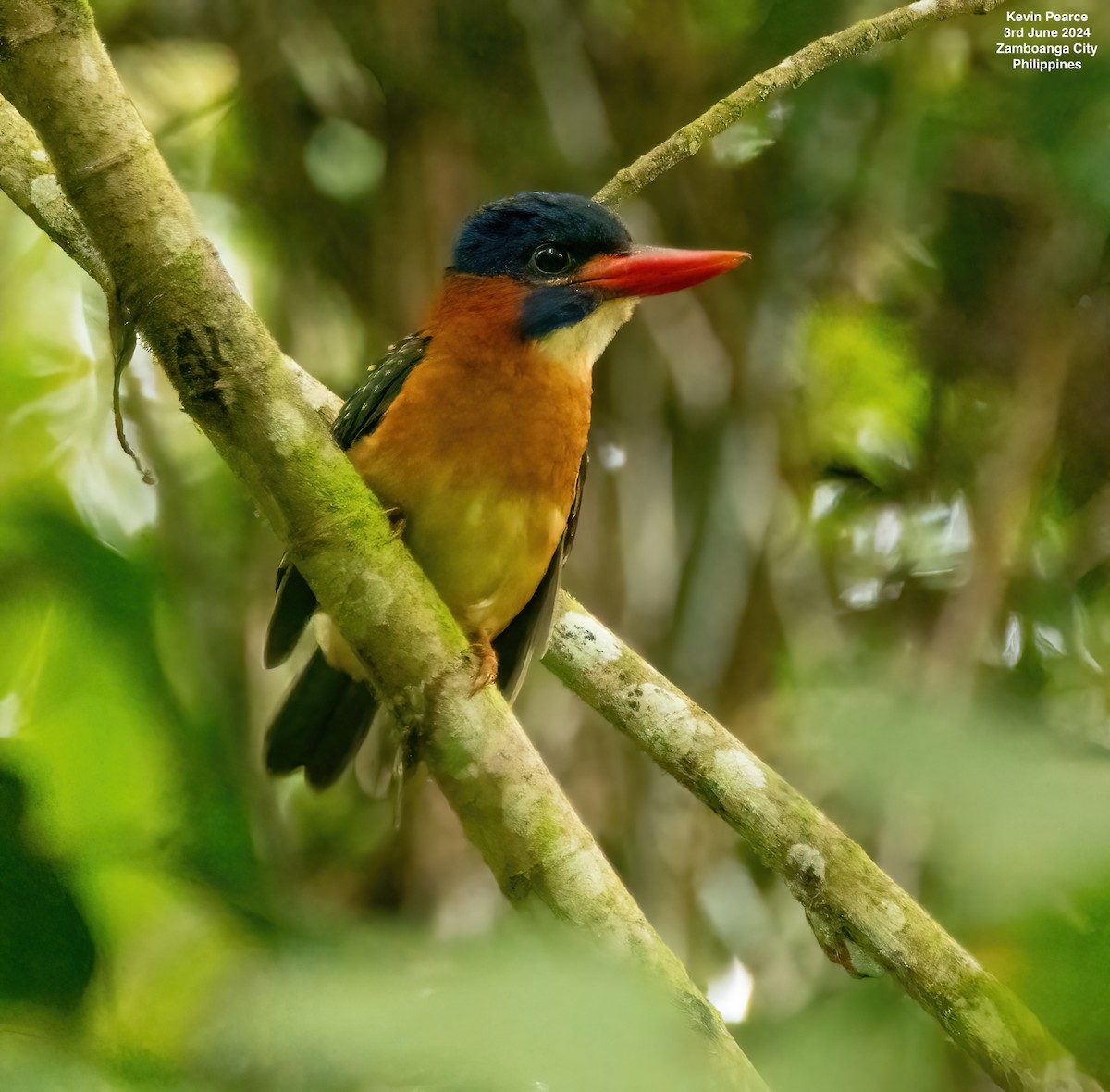 Blue-capped Kingfisher - ML620020761