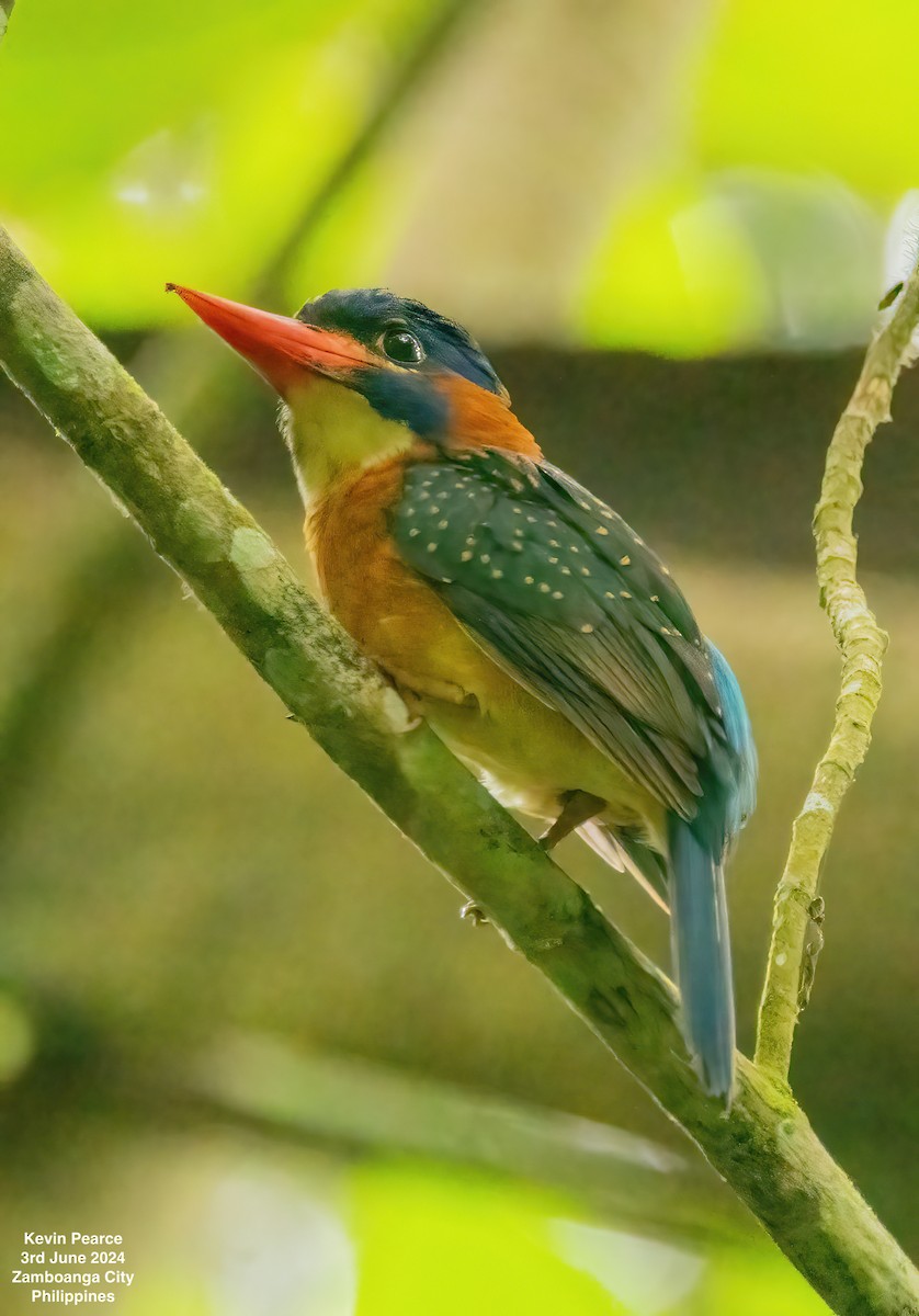 Blue-capped Kingfisher - ML620020764