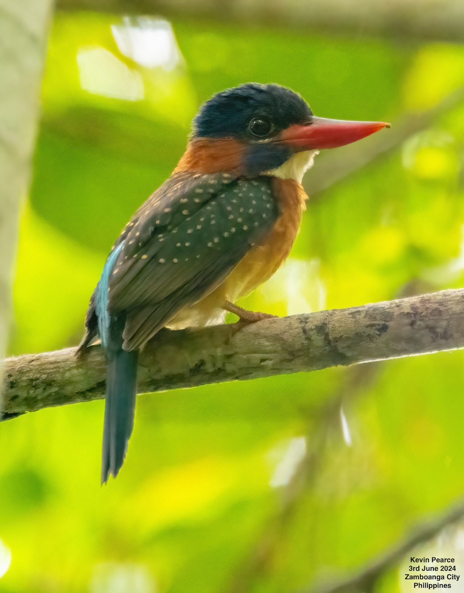 Blue-capped Kingfisher - ML620020765