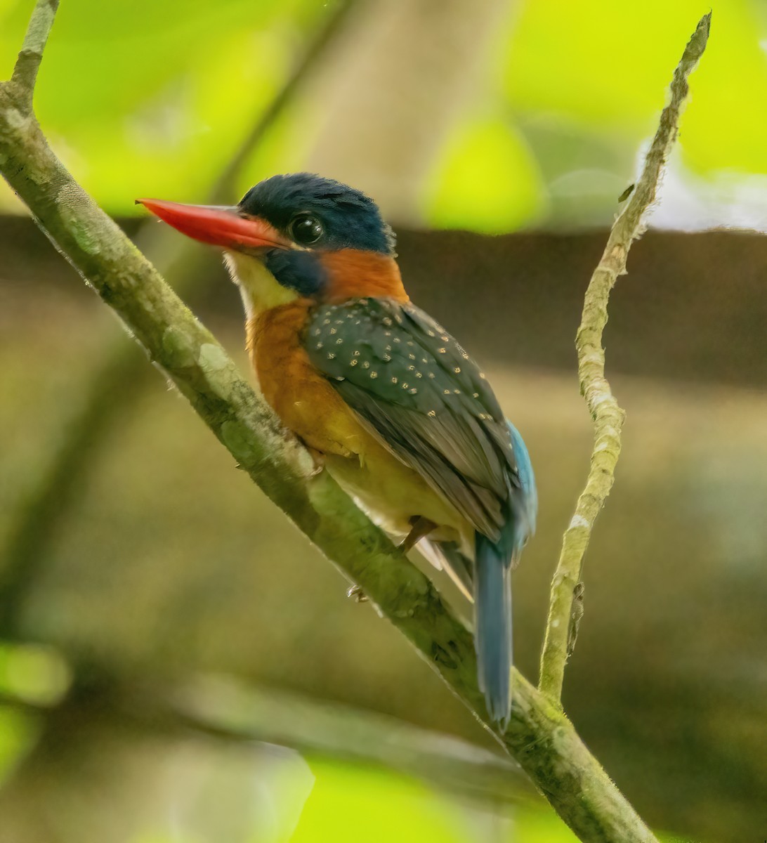 Blue-capped Kingfisher - ML620020766