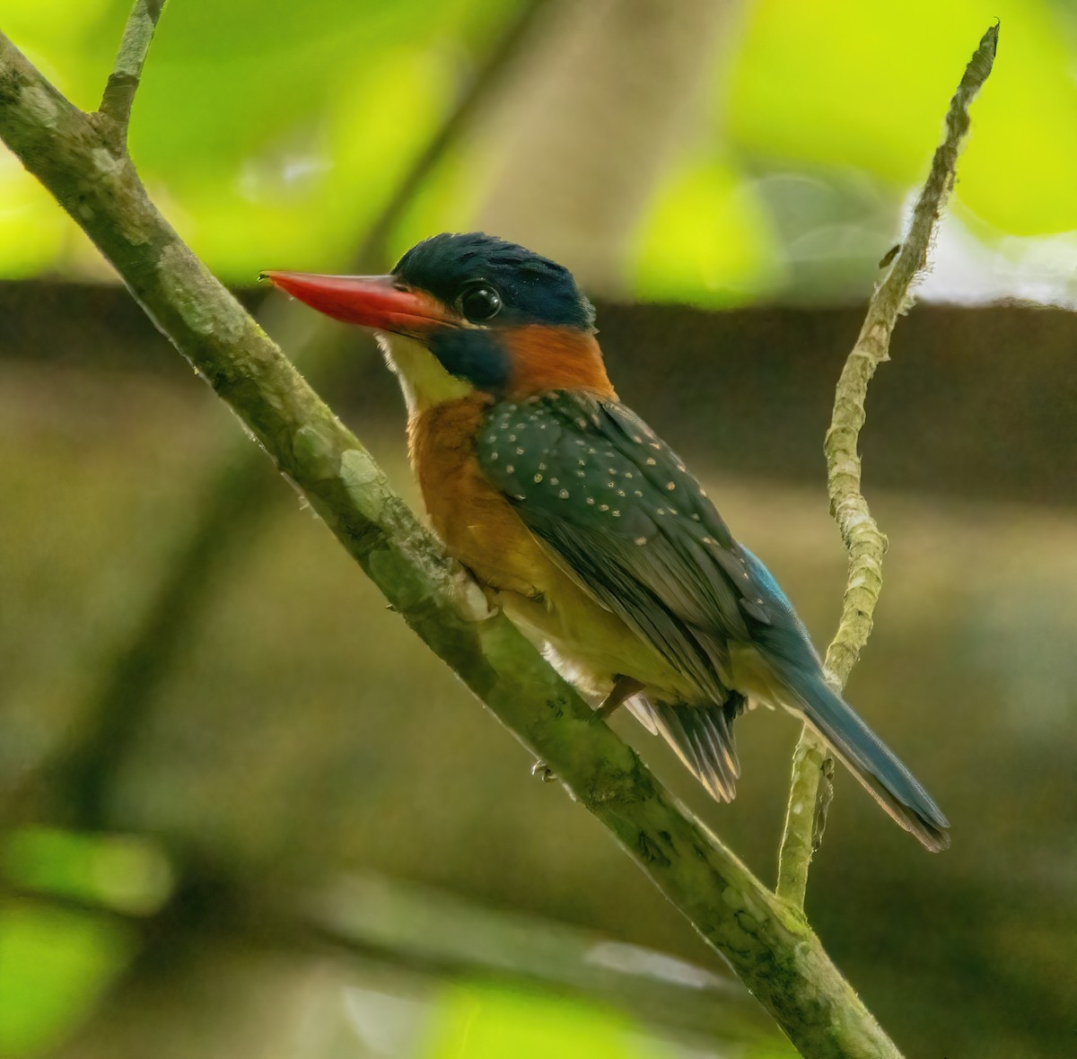 Blue-capped Kingfisher - ML620020767