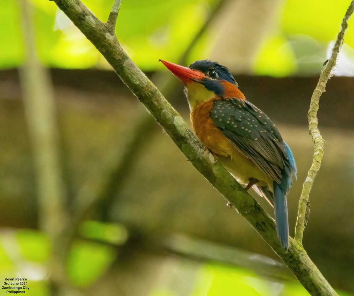 Blue-capped Kingfisher - ML620020768