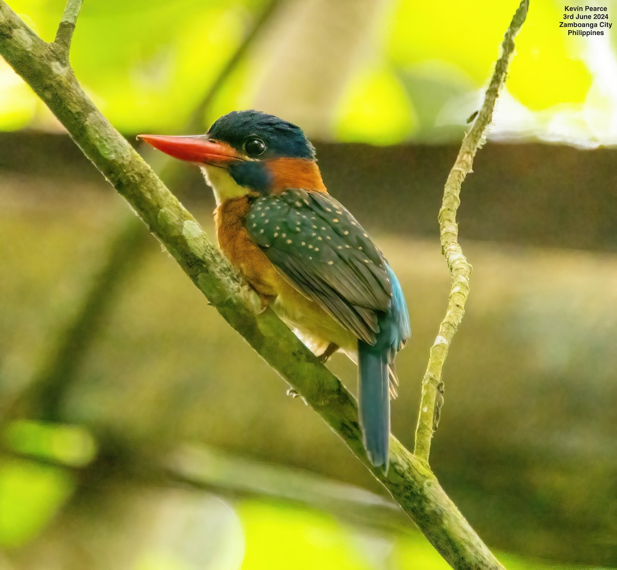 Blue-capped Kingfisher - ML620020769