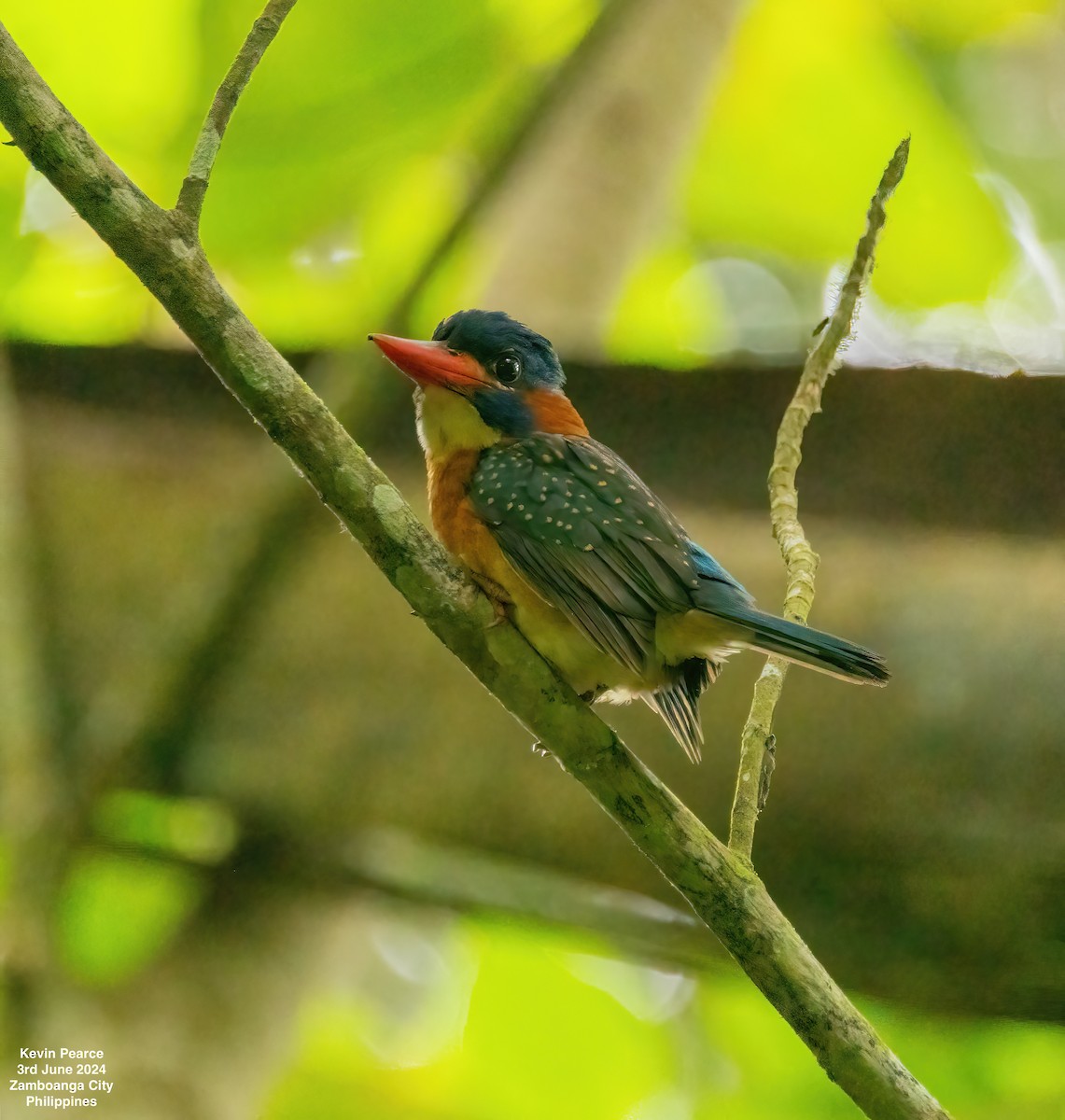 Blue-capped Kingfisher - ML620020770