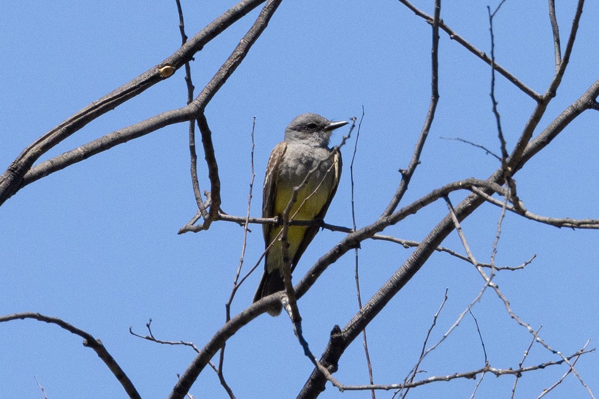 Cassin's Kingbird - ML620020781