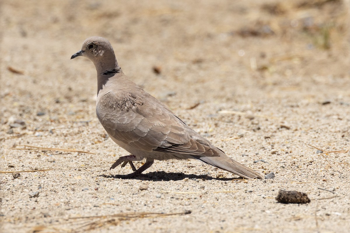 Eurasian Collared-Dove - ML620020790