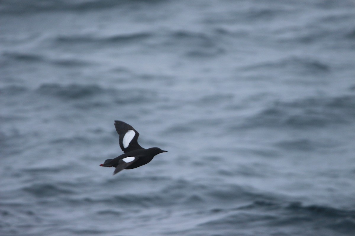 Black Guillemot - ML620020812