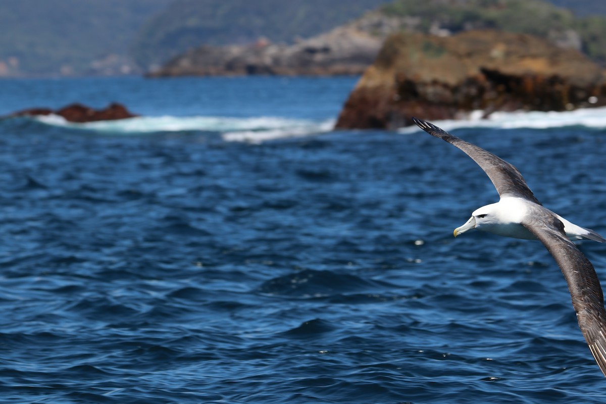 White-capped Albatross - ML620020815