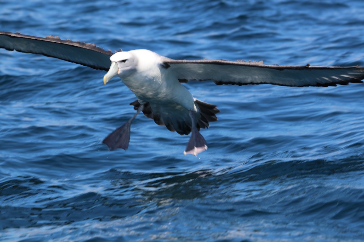 Albatros à cape blanche - ML620020816