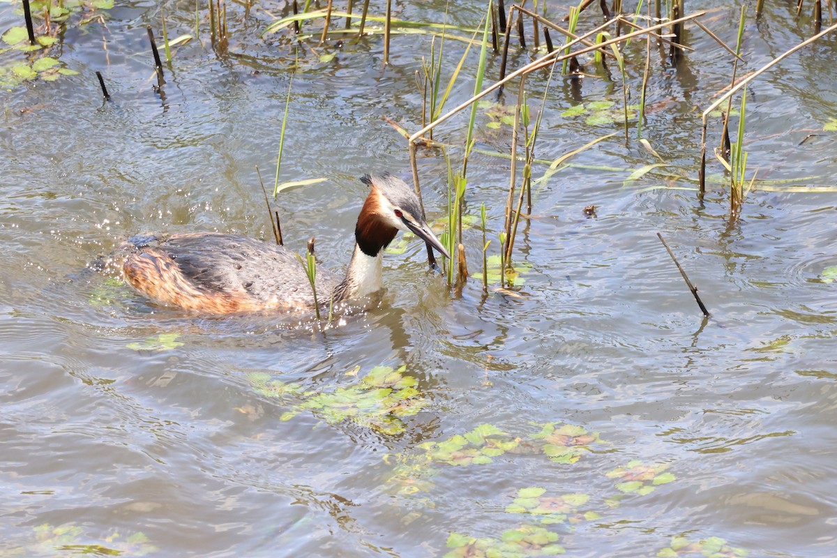 Great Crested Grebe - ML620020821
