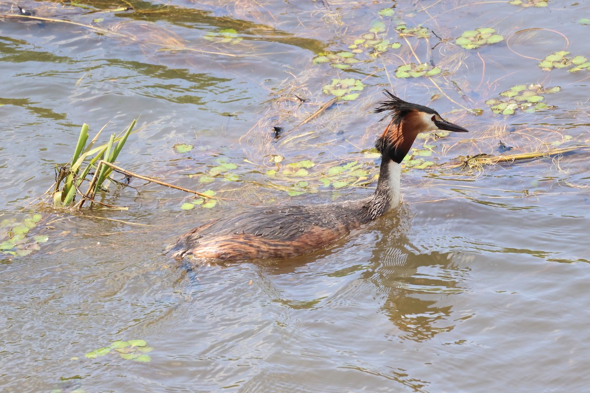 Great Crested Grebe - ML620020822