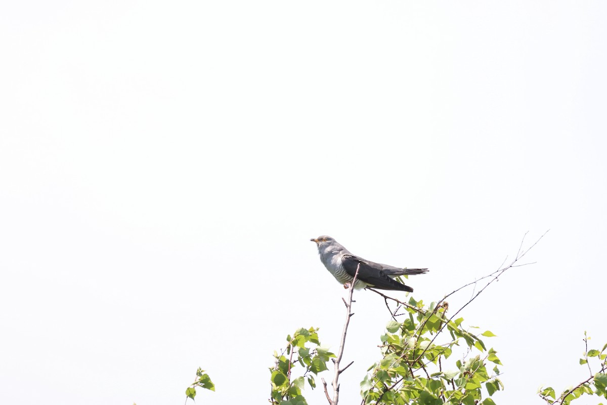 Common Cuckoo - ML620020830