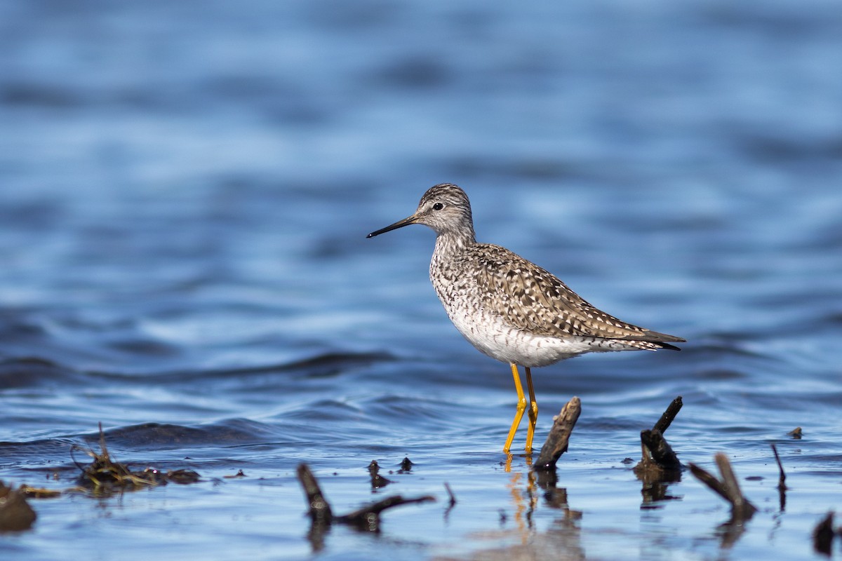 Lesser Yellowlegs - ML620020842