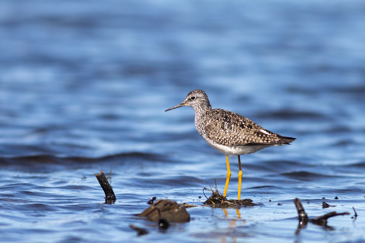 Lesser Yellowlegs - ML620020843