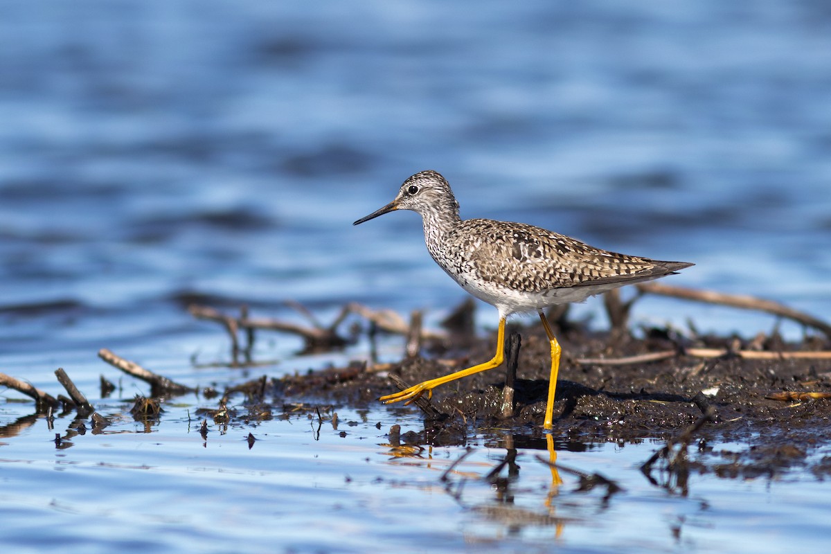 Lesser Yellowlegs - ML620020844