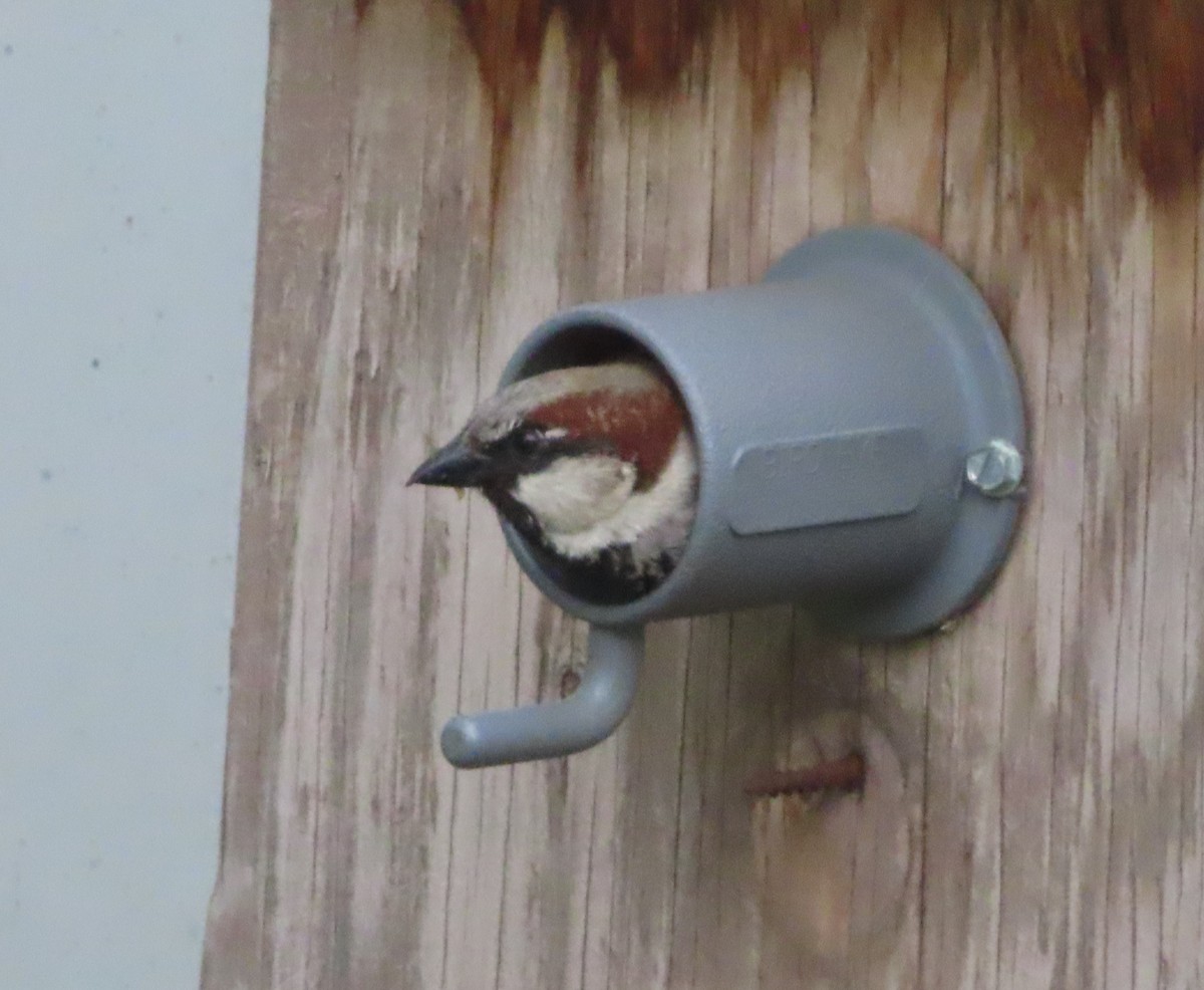 House Sparrow - ML620020847