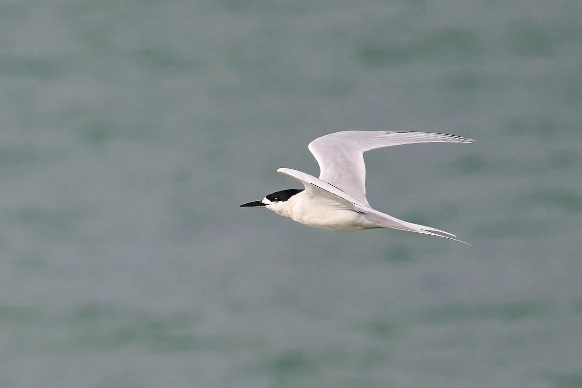 White-fronted Tern - ML620020851