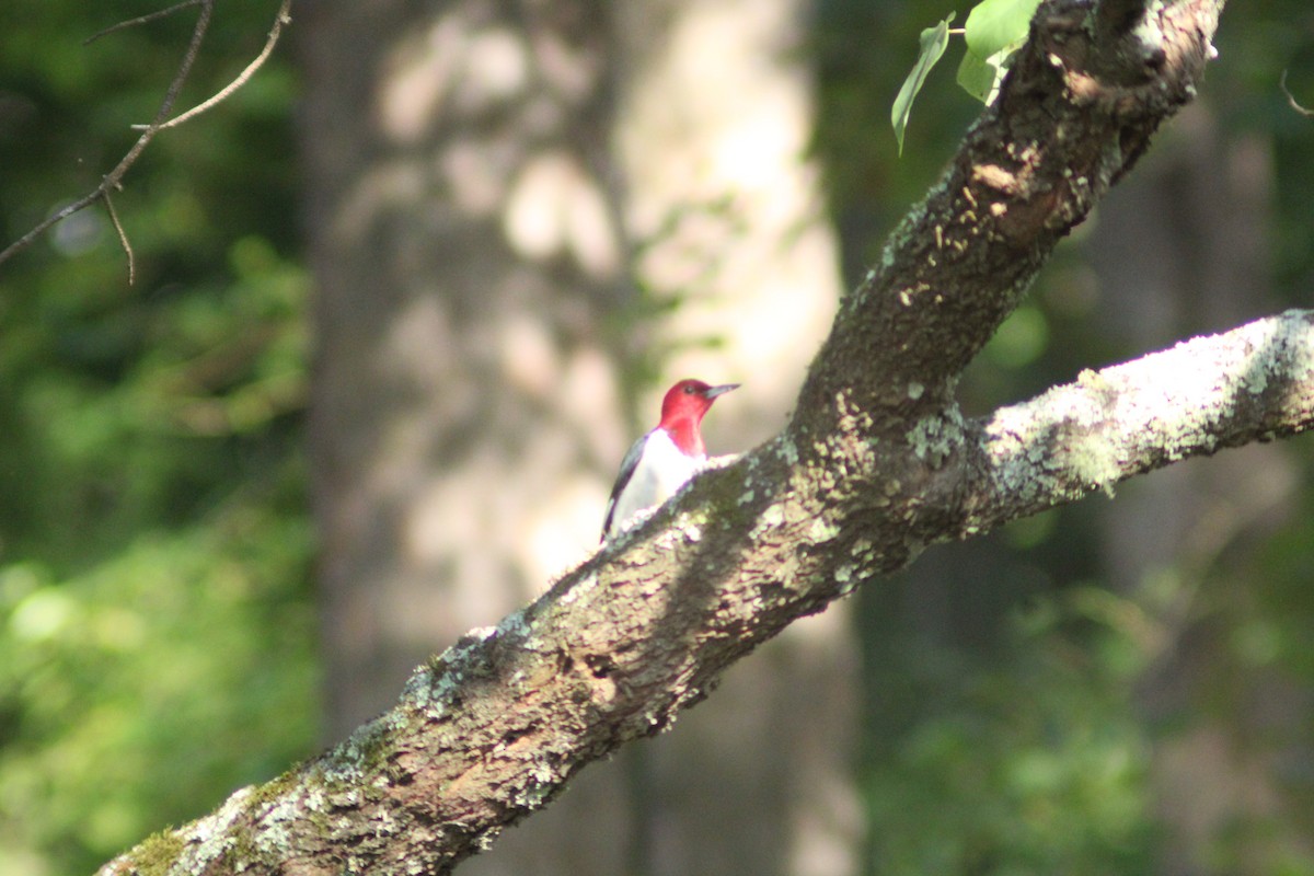 Red-headed Woodpecker - ML620020853