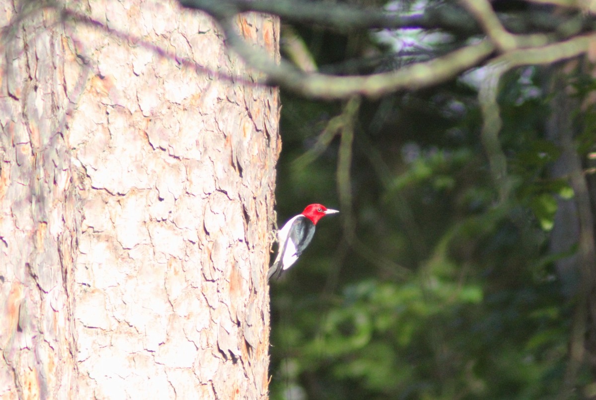 Red-headed Woodpecker - ML620020862