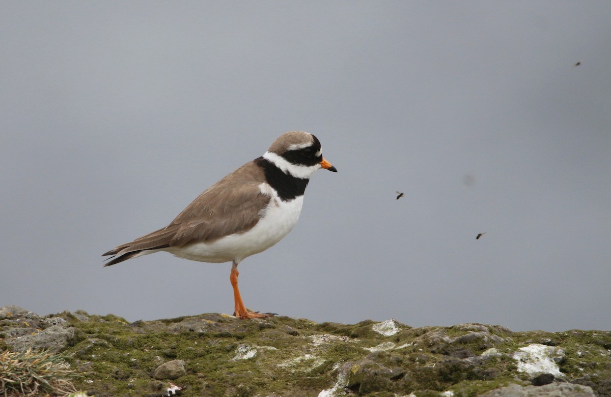 Common Ringed Plover - ML620020864