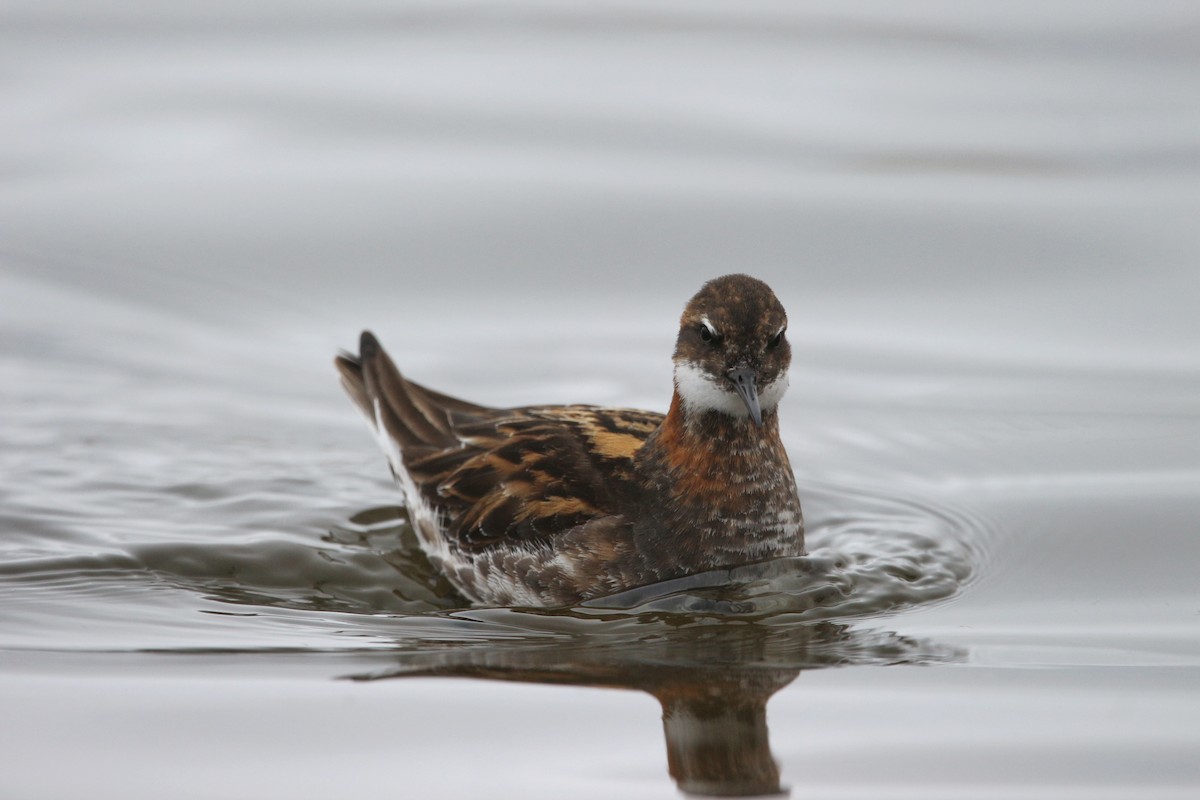 Phalarope à bec étroit - ML620020867