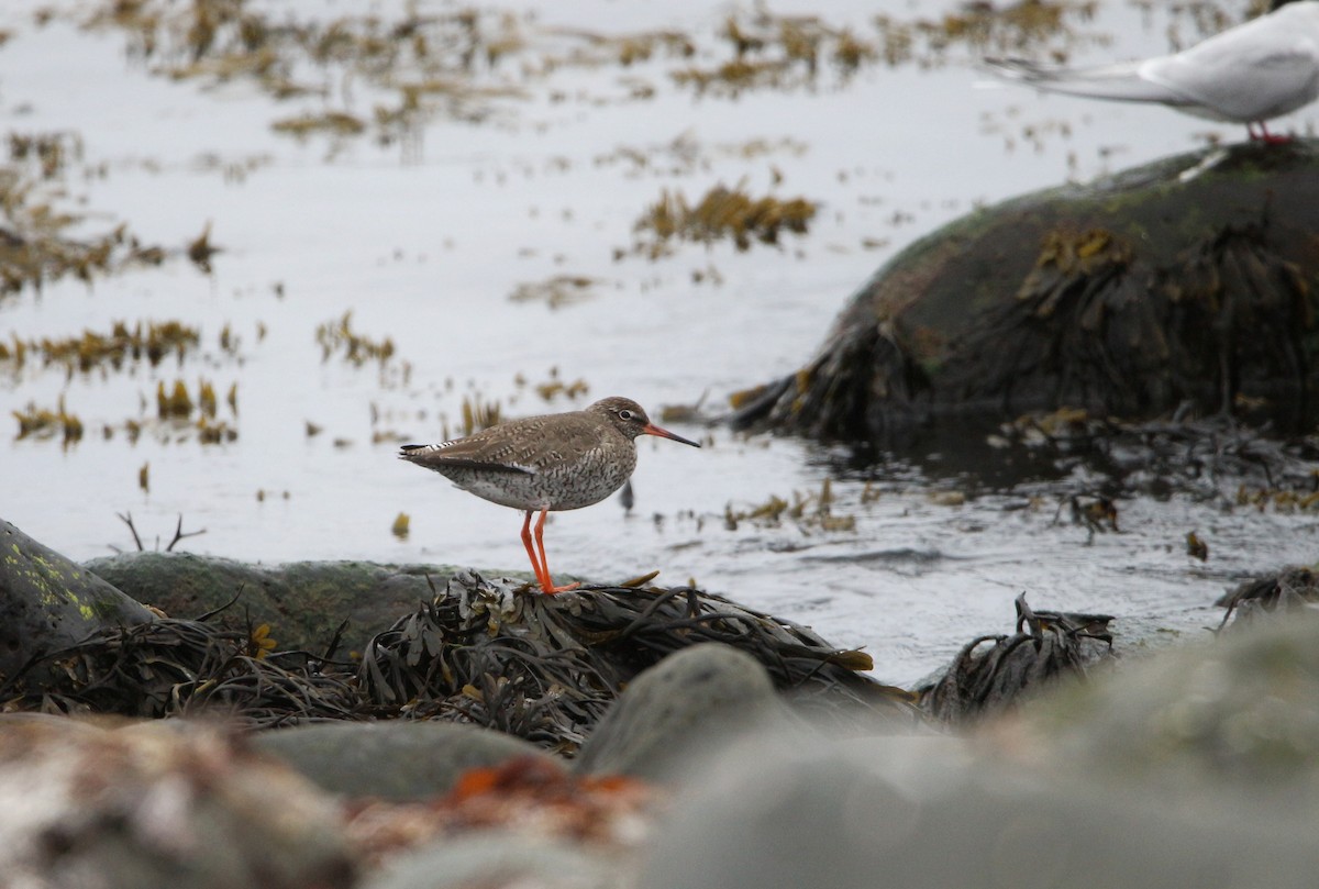 Common Redshank - ML620020874