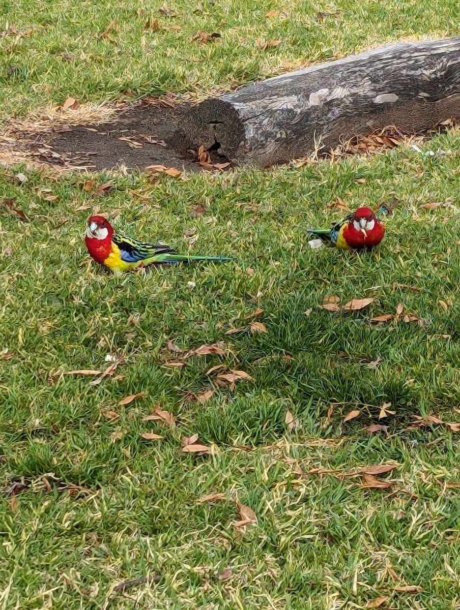 Eastern Rosella - ML620020887